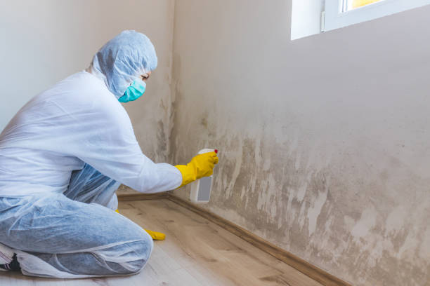 Licensed Commercial Mold Remediation service in Nashville, NC - Car Mold Remediation